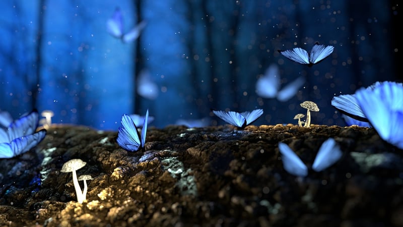 Forest Fairytales