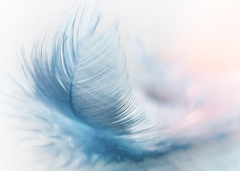 Whimsical Feathers
