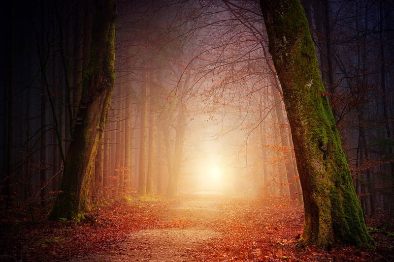 Dreamy Woodland